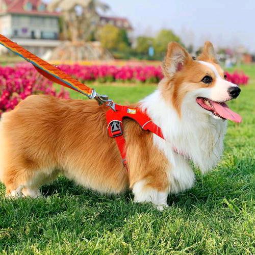 双血统长毛柯基繁殖