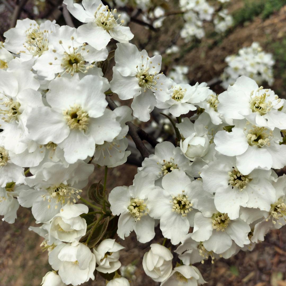 (๑><๑）叶落无声(๑><๑）