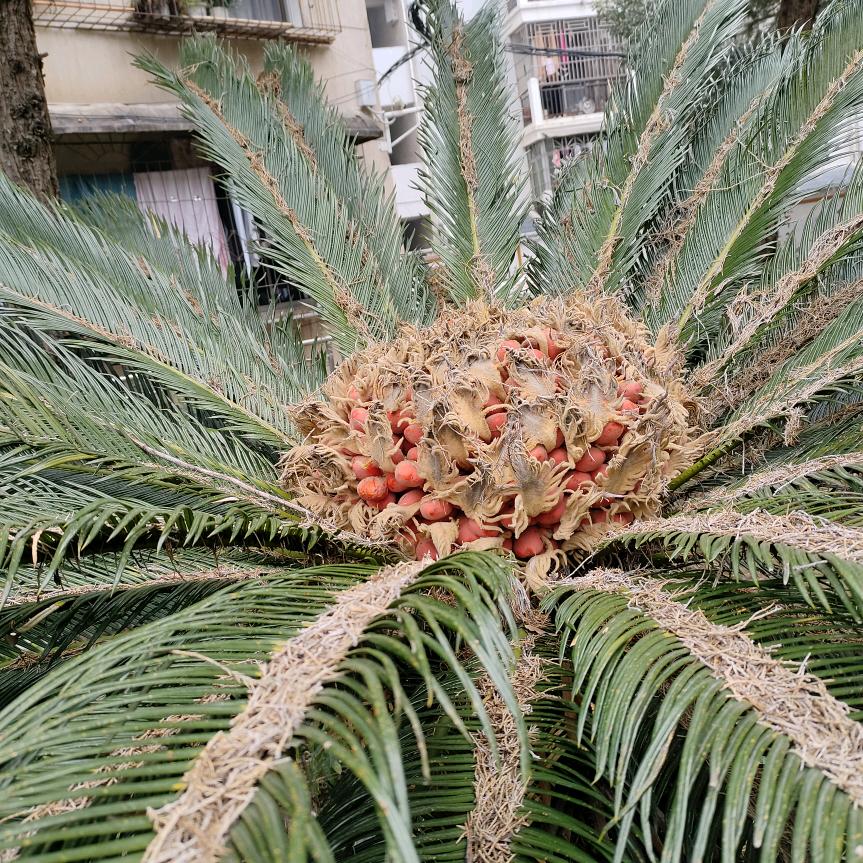 沉默不语