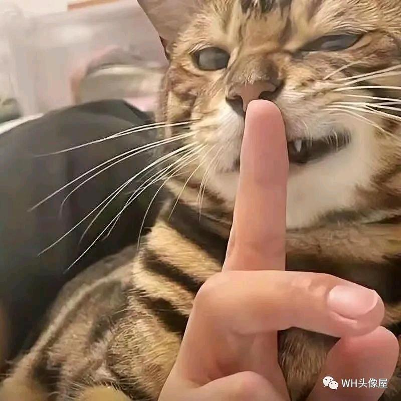 筑桉