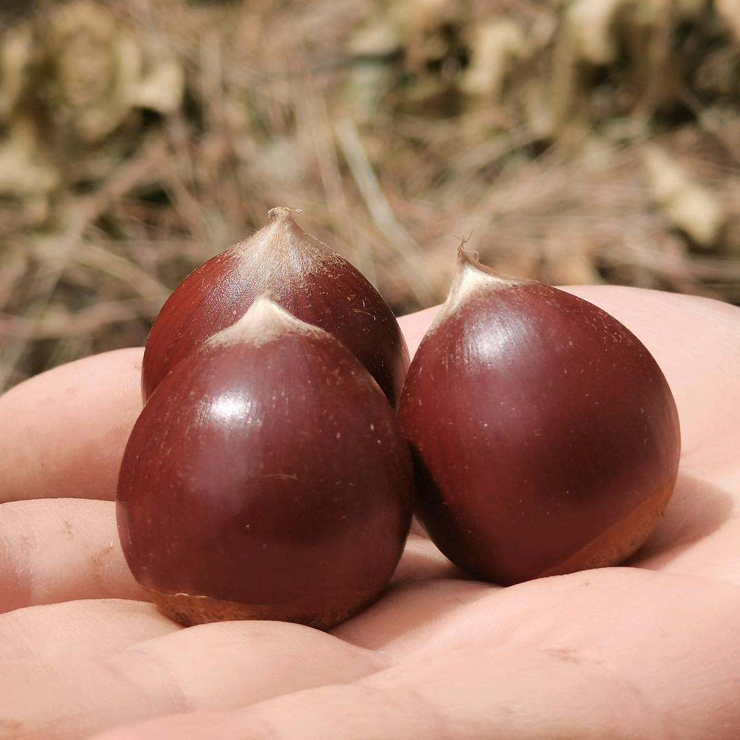 庆元县支宁农副产品商行