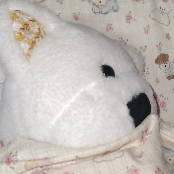 小猫喵喵叫