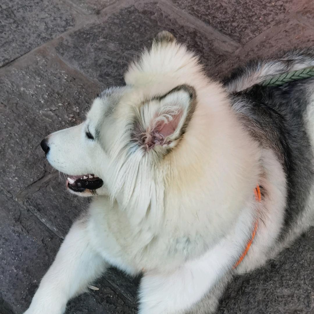 青山烟雨爱吃西瓜