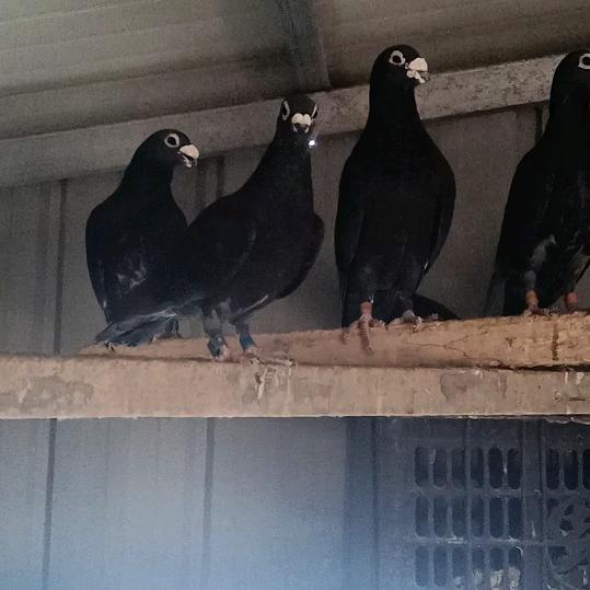 漯河国血吴松大鼻子