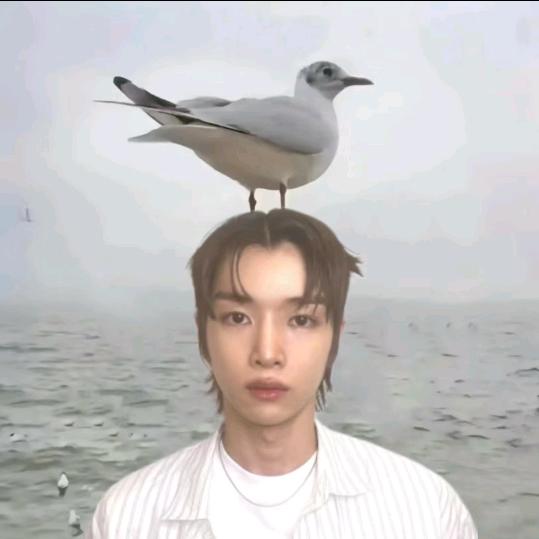 AAA首尔正宗橙子批发