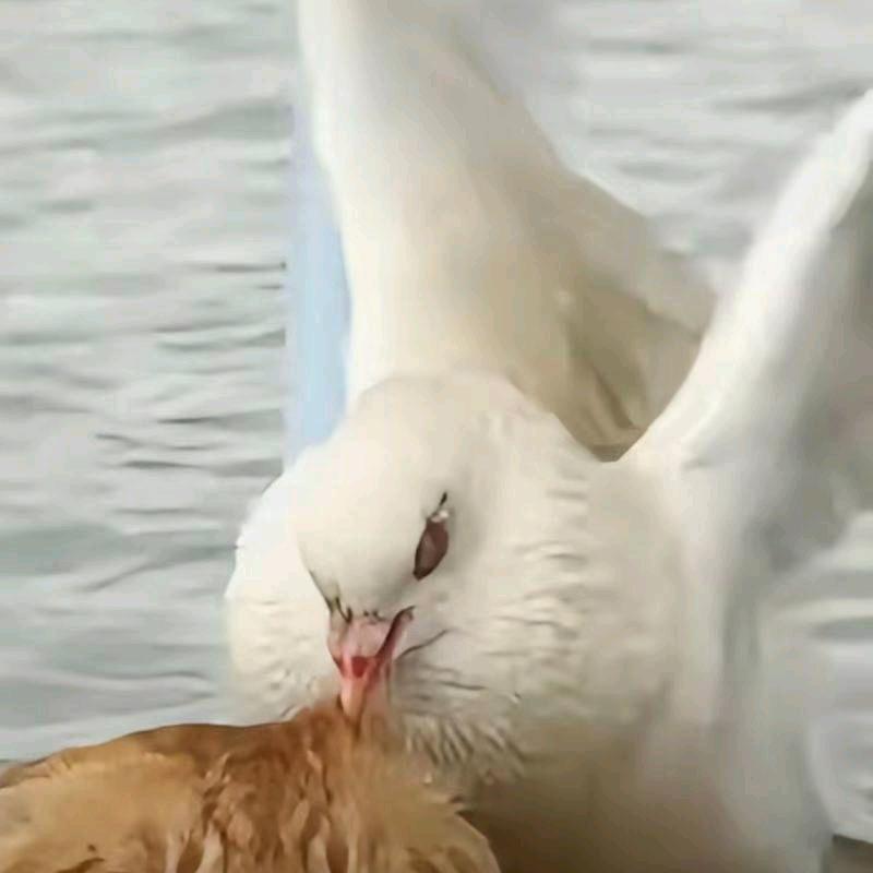 磁锁蜥心