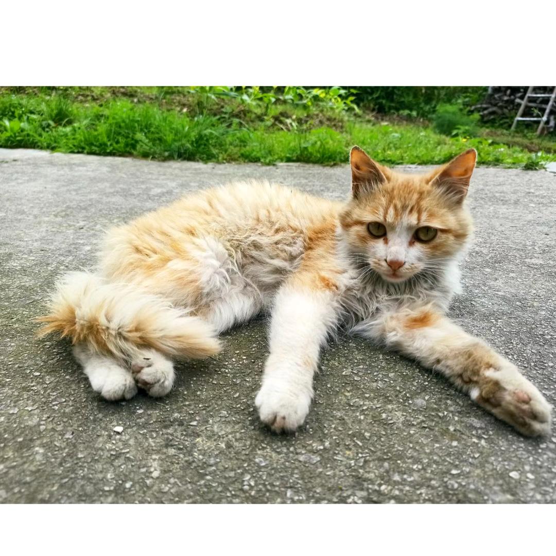 橘猫仚屳屲冚