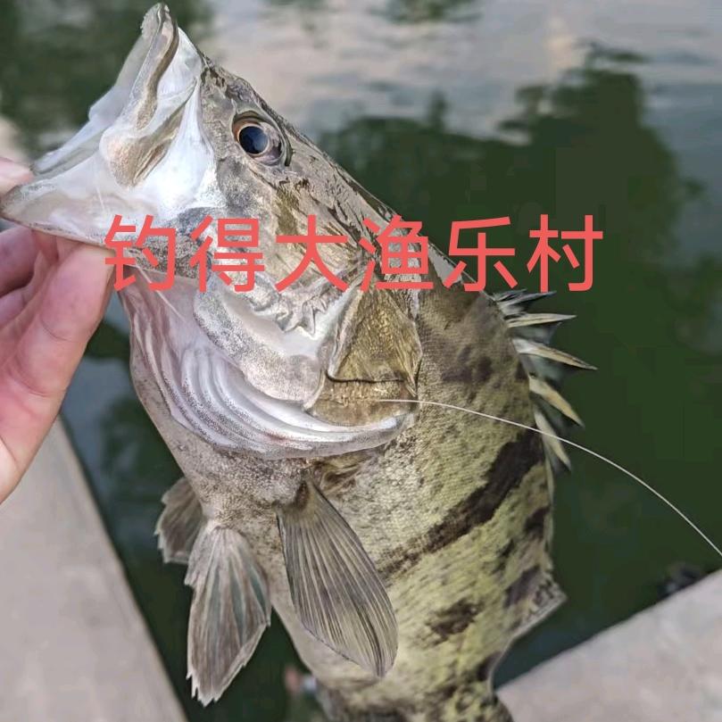 🎣钓得大渔乐村签约钓手