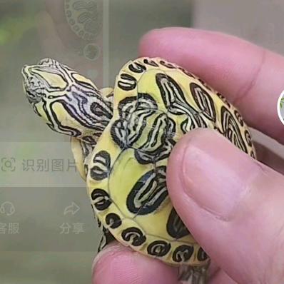 楼顶龟宠