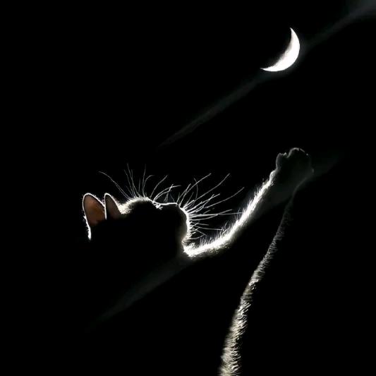 ₍ᐢ..ᐢ₎冬聆