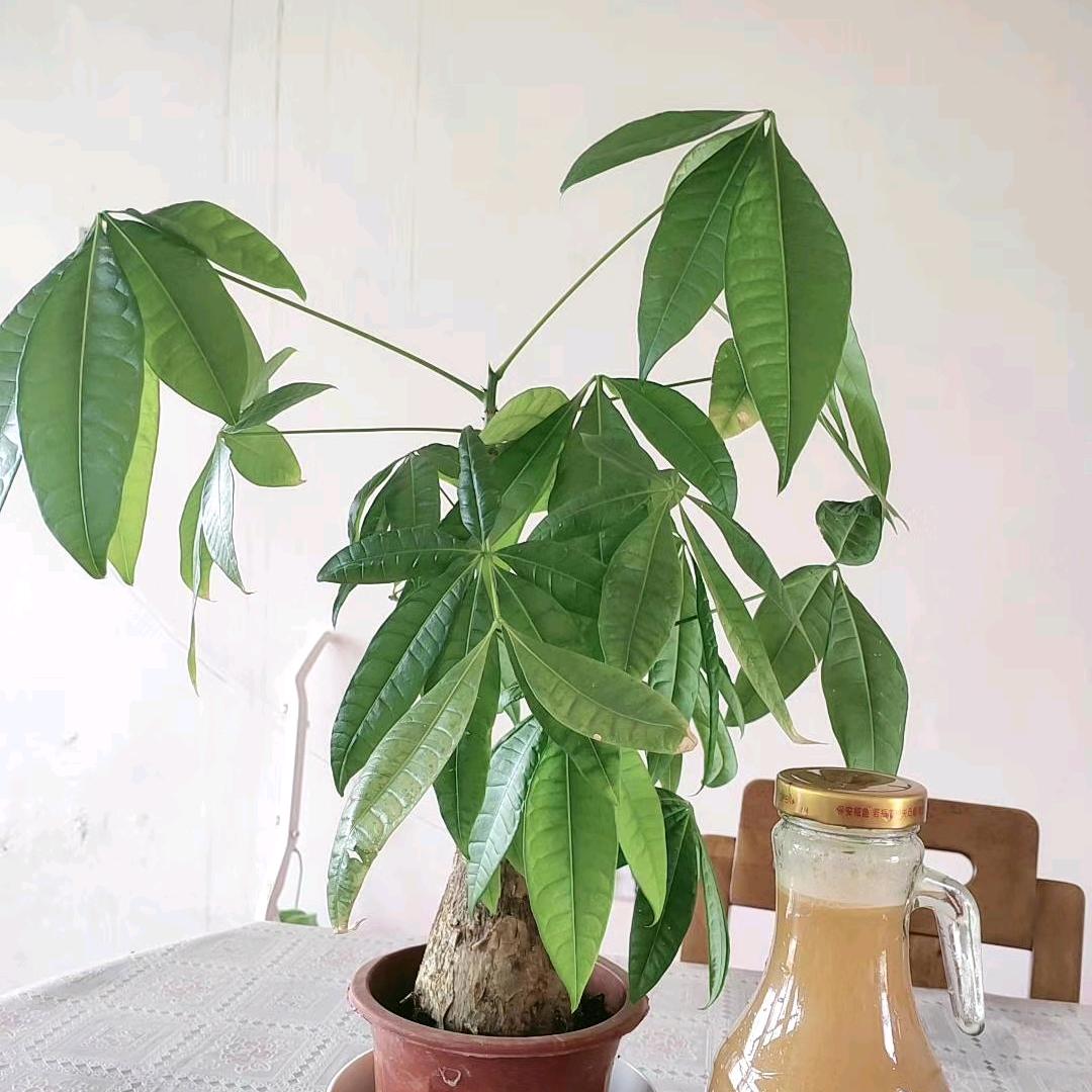 七音符（好物