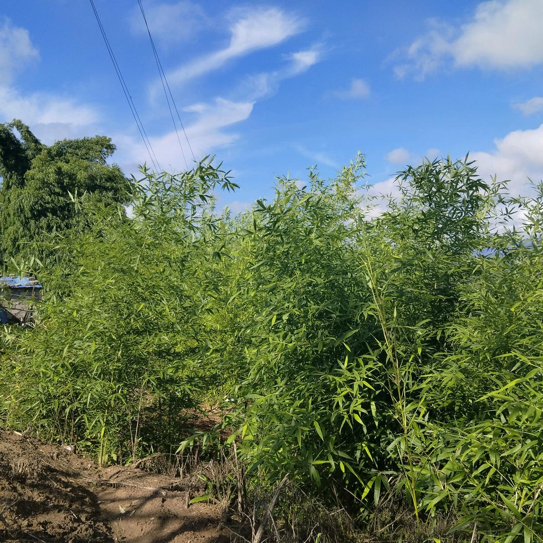 莉姐（好物分享）