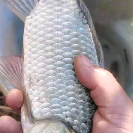 野钓狙鲫手🎣（黄家永盛）