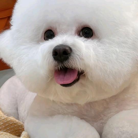 勿忘我