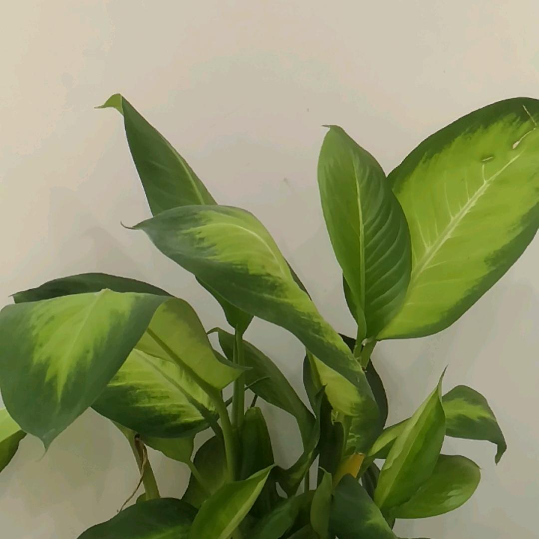 玉凤