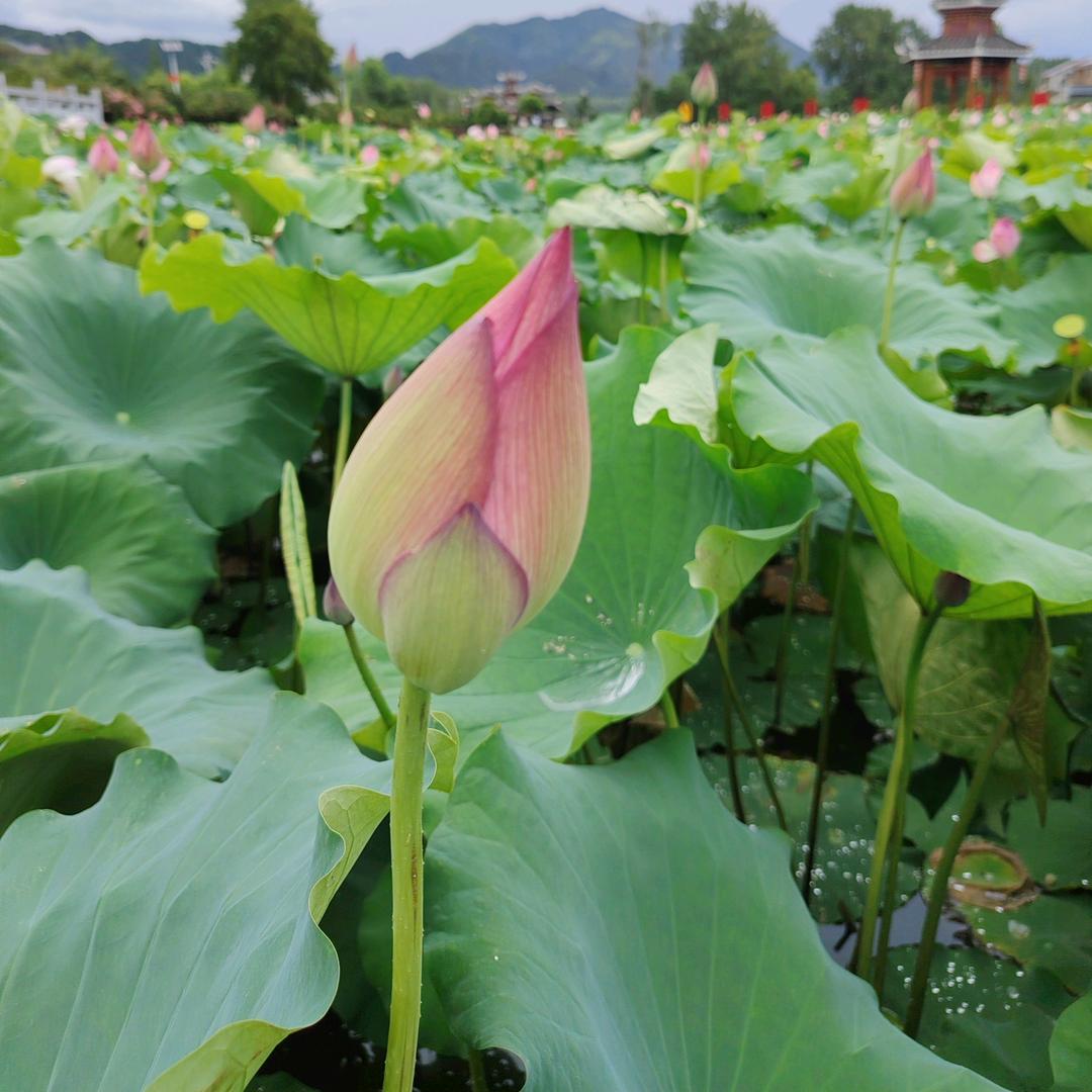 小心心