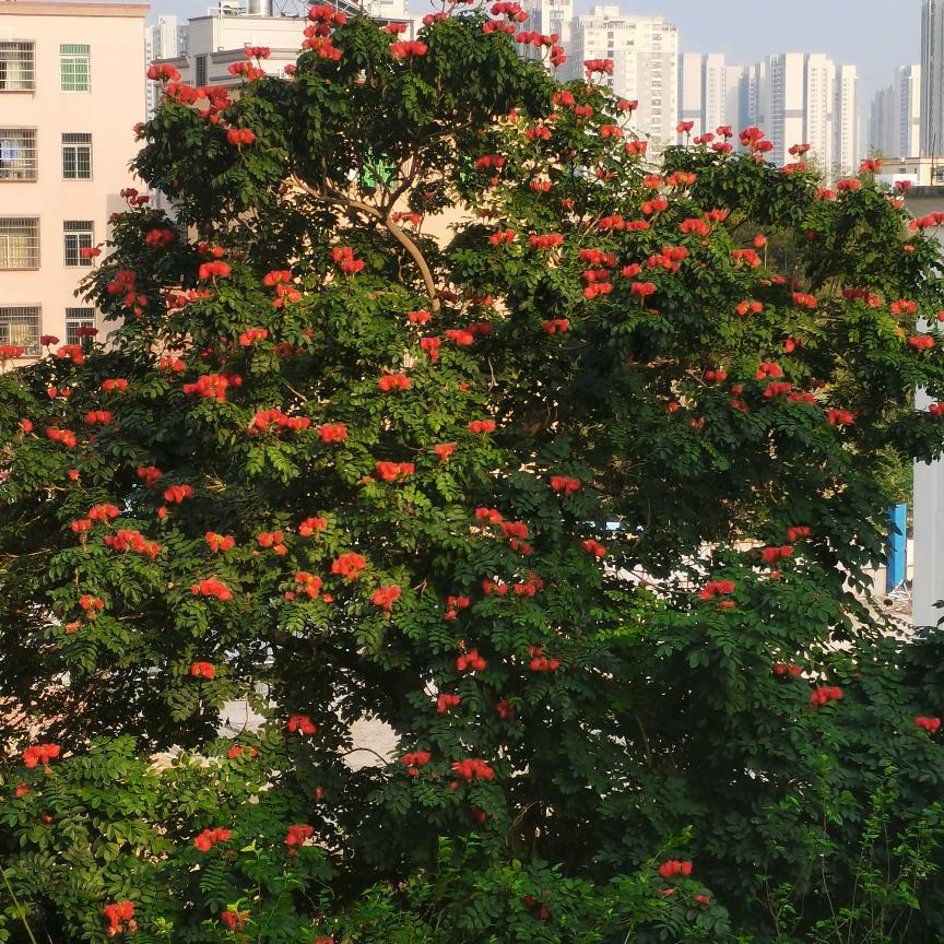 美心