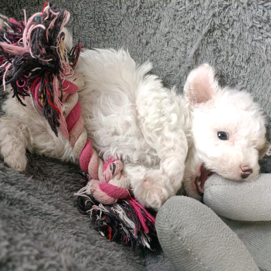 我是大宝丫🐶头像