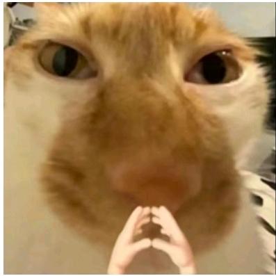 弛愚