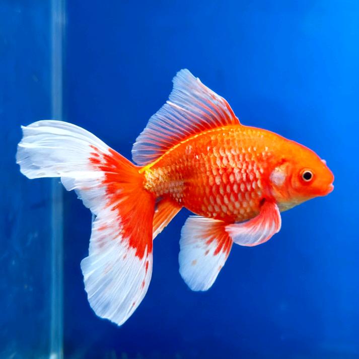 爱养🐟的🐏