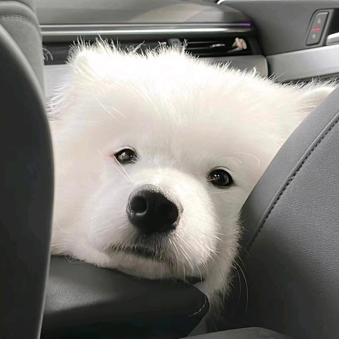 喵小姐