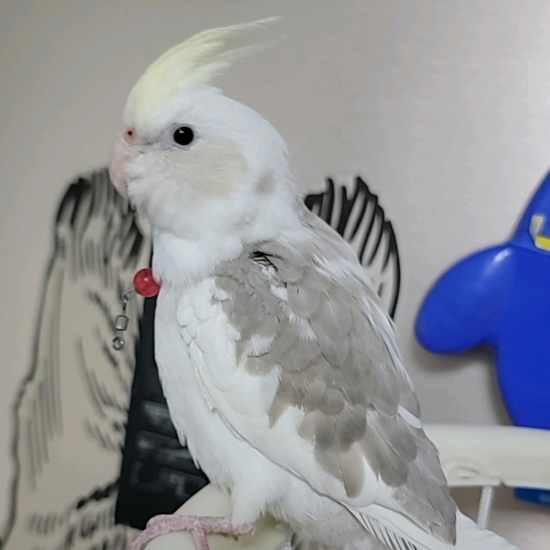不淡然