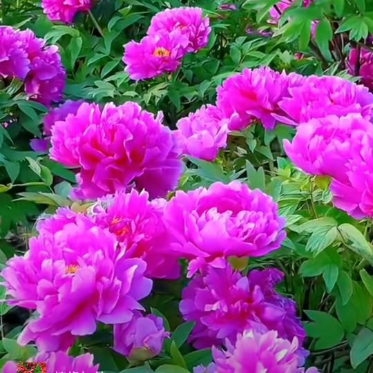 🌷人生如梦🌷