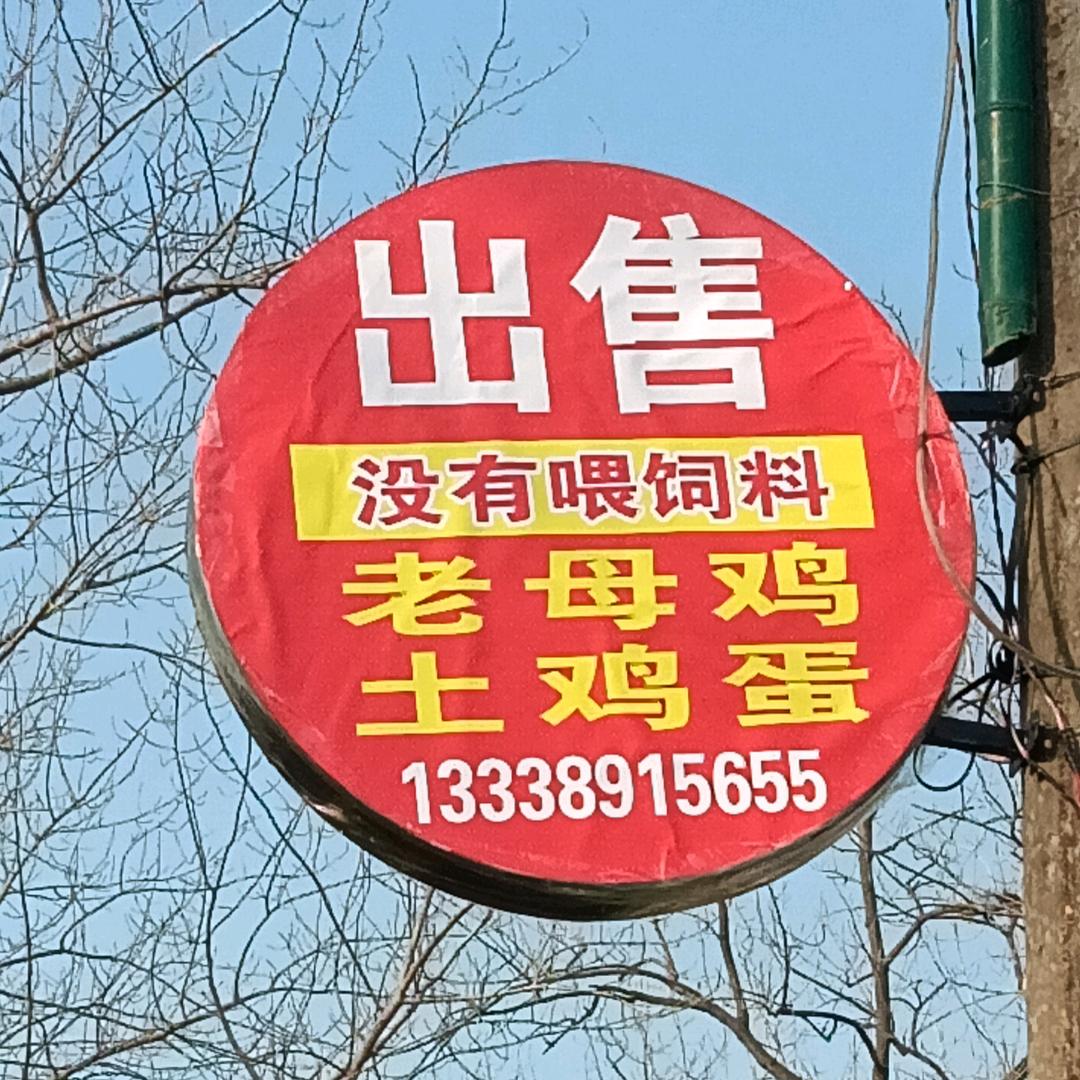 退粼老母鸡