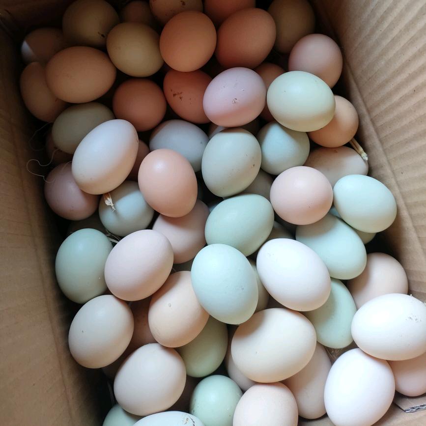 苏北老刘家土鸡蛋