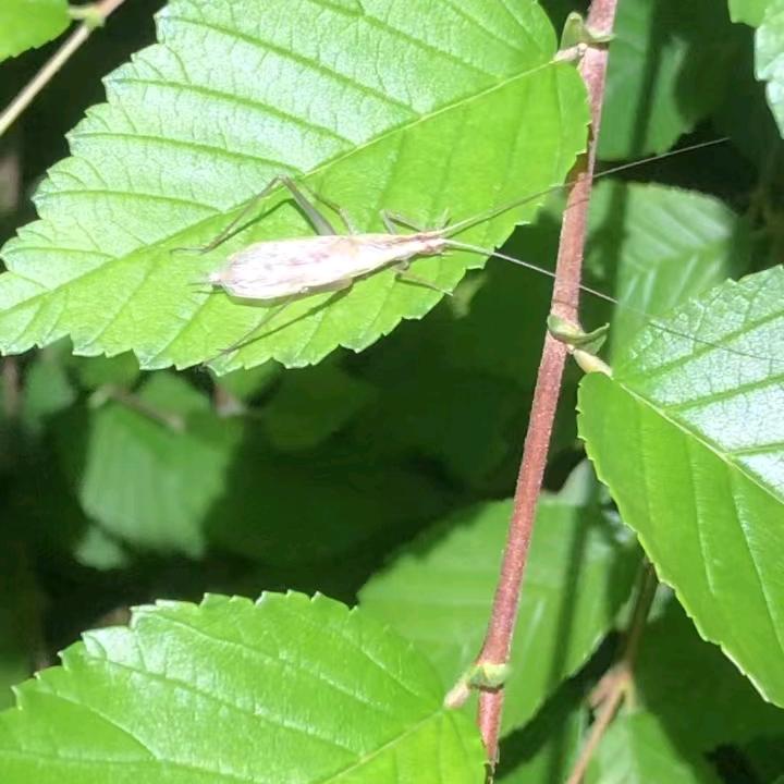 萌星馆虫友之家