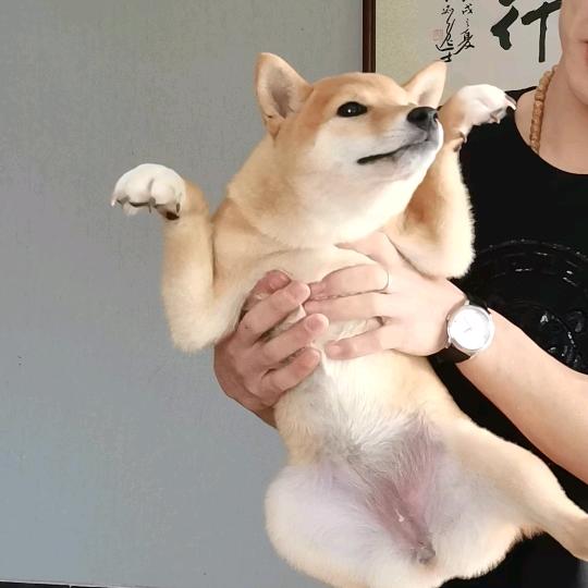 可坏了👻