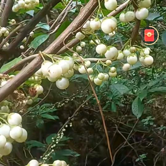 幸福