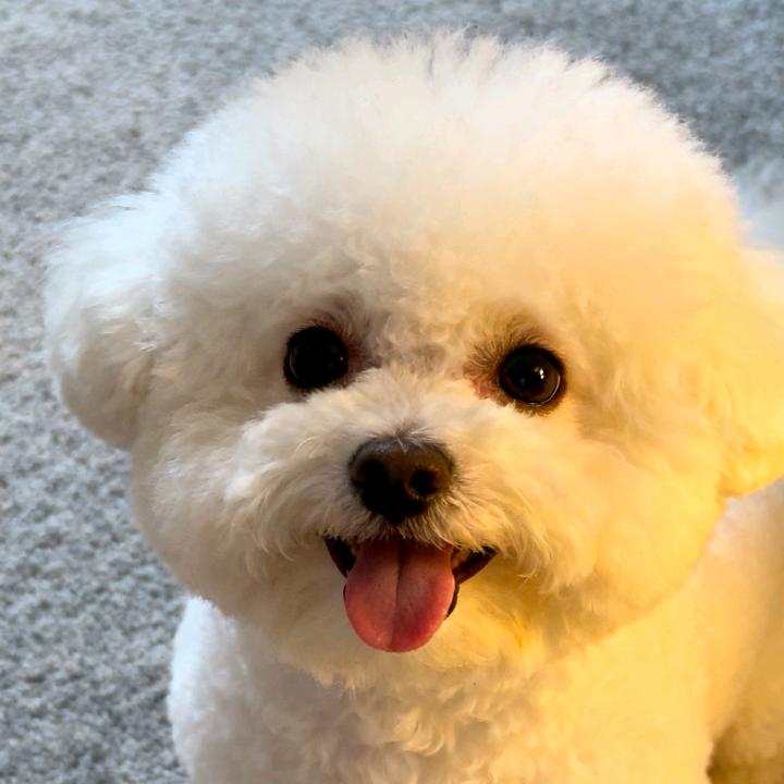 皮蛋是只比熊