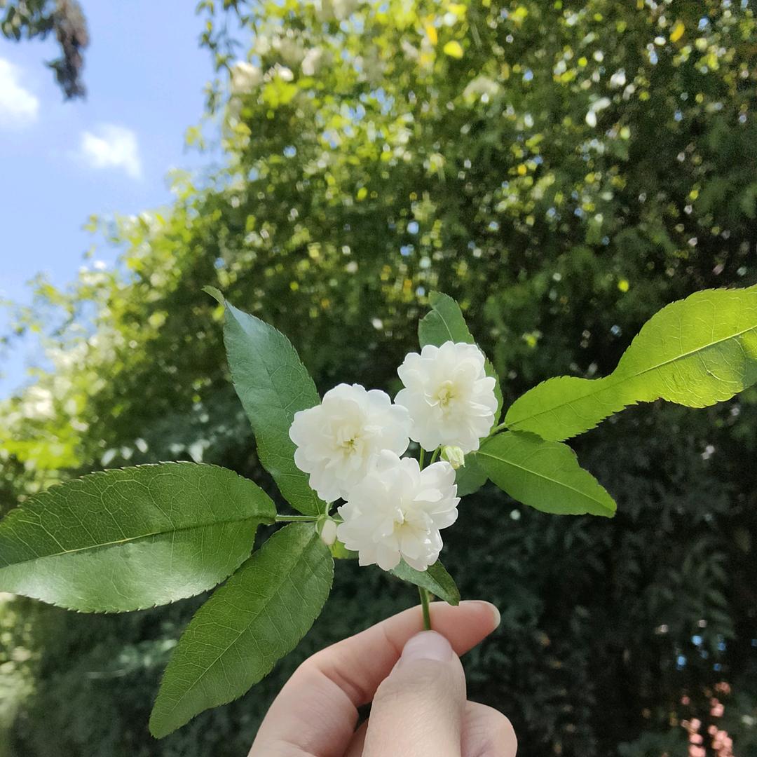 曦曦