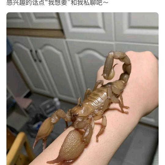 山东烟台春辉蝎子恒温养殖