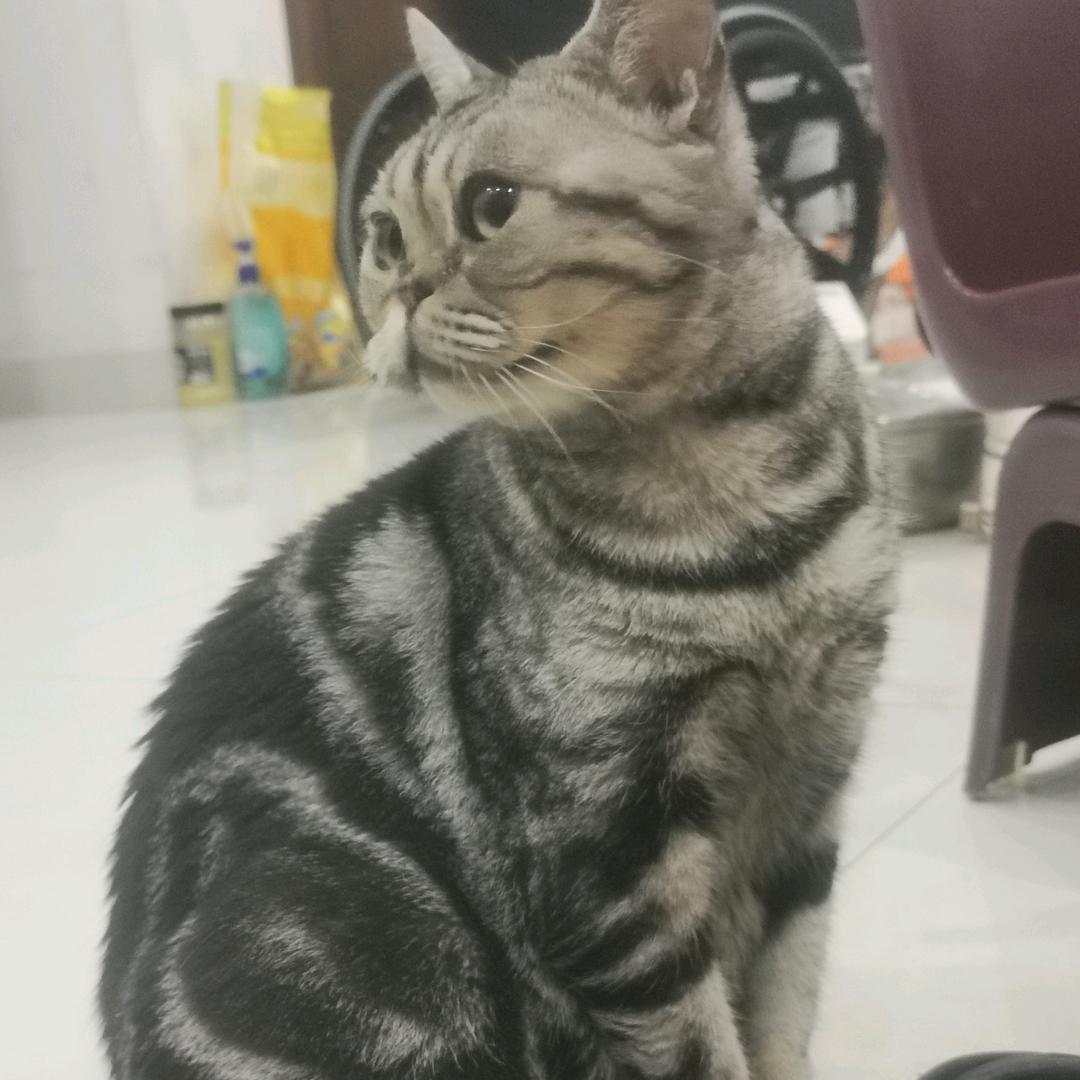 可乐鸡翅
