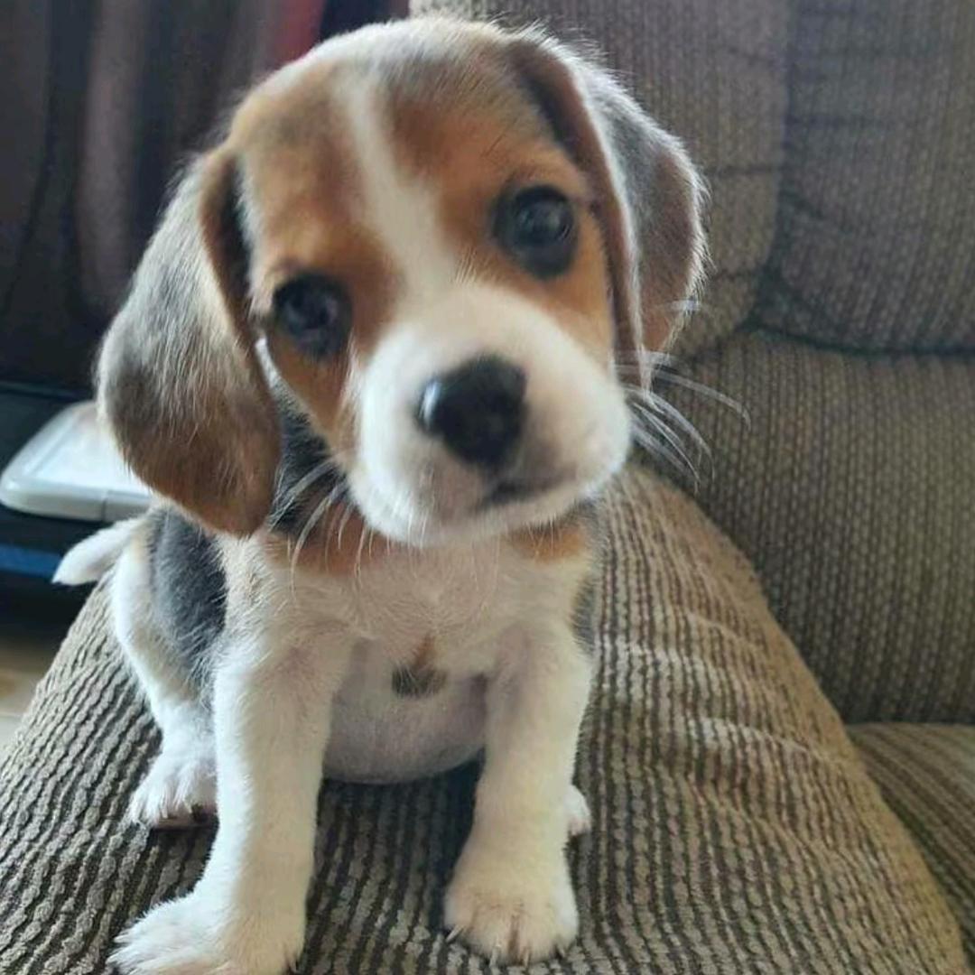 y.
