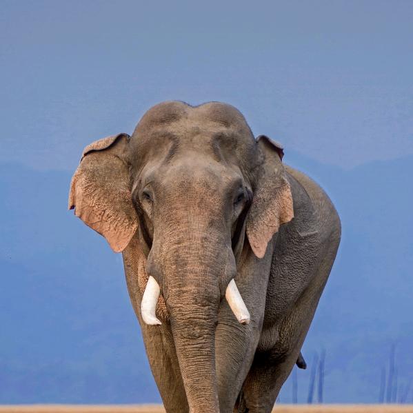 没有感情的代餐工具