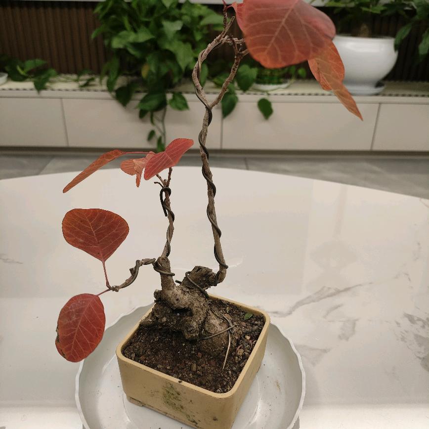 宁缺毋滥(单身)