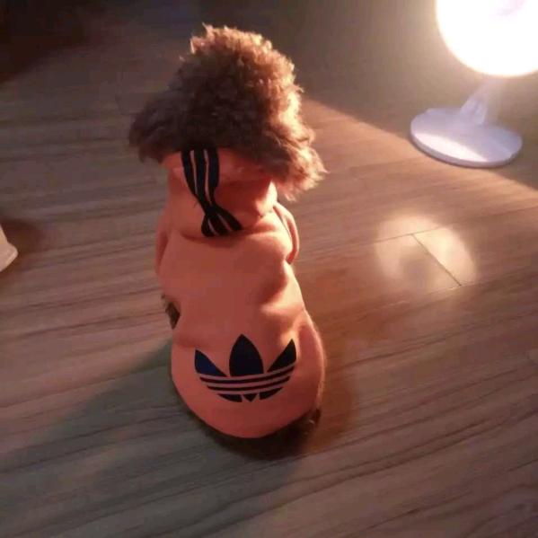 冯大美