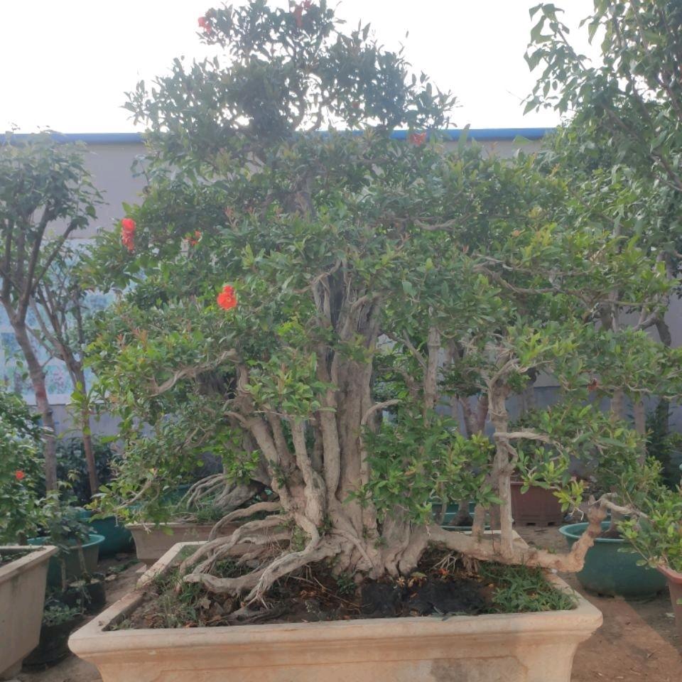 沂蒙福地苗木花卉盆景园