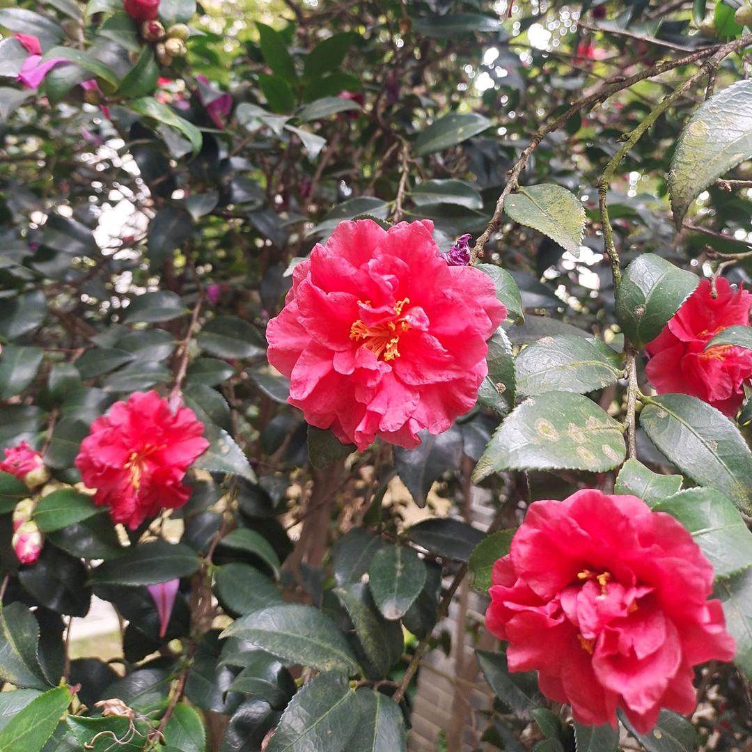 普话