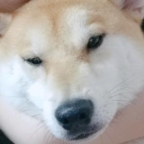 秃头许大屁
