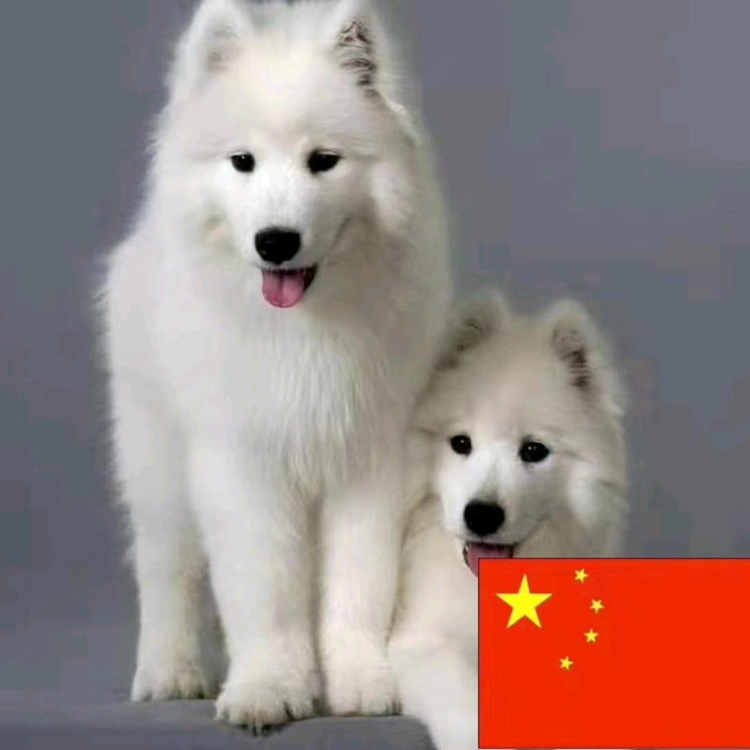 V8，改造乡村城市道路混凝土