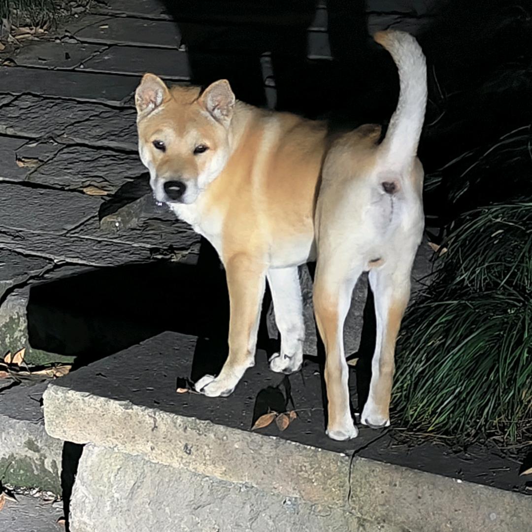 爱玩狗的阿强