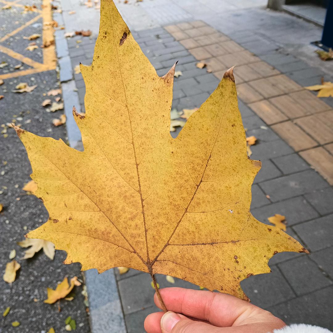 珠朱