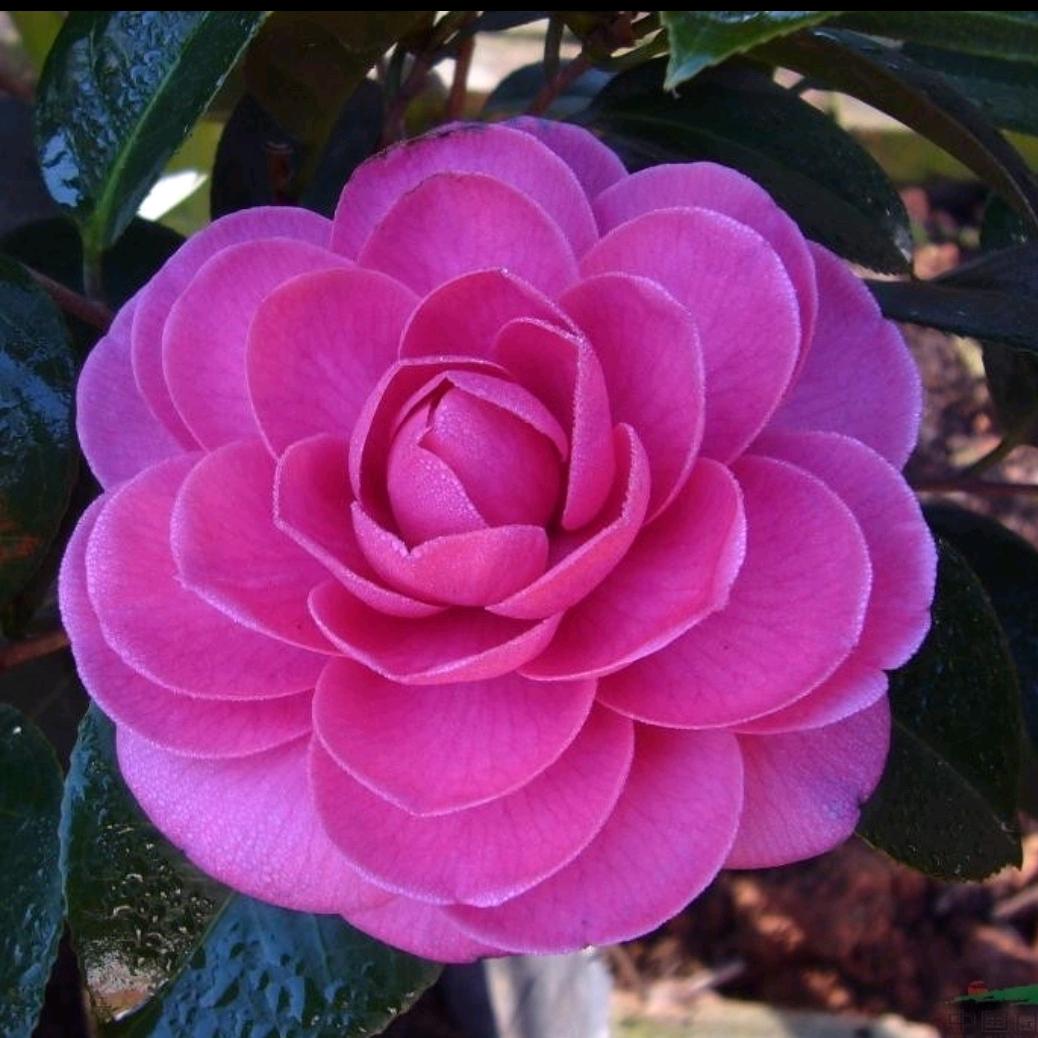 云里看花