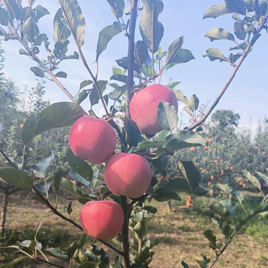 路三哥(橱窗好物)