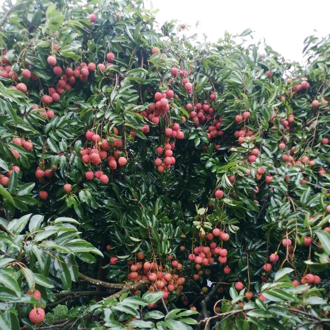 湘衡乡味