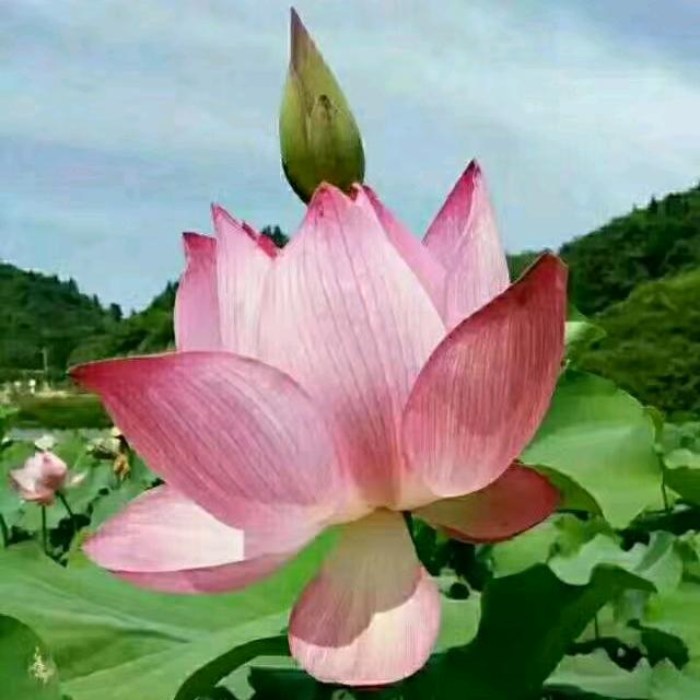 我的深情你若懂